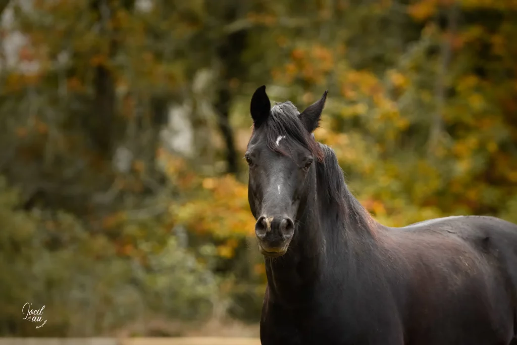 equicoaching larrouye